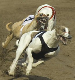 Greyhound Racing